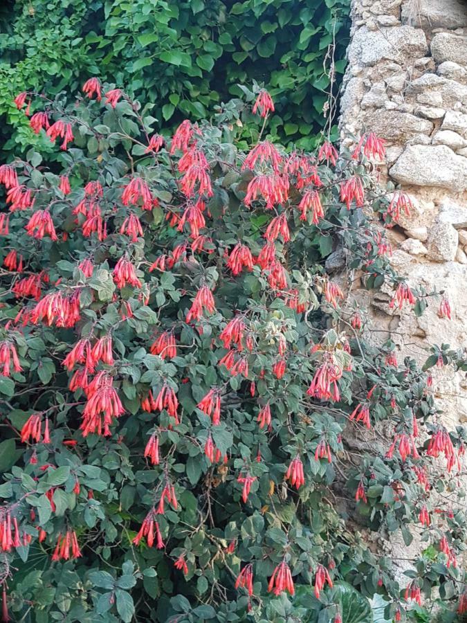 Flowery Tropea Apartment Kültér fotó